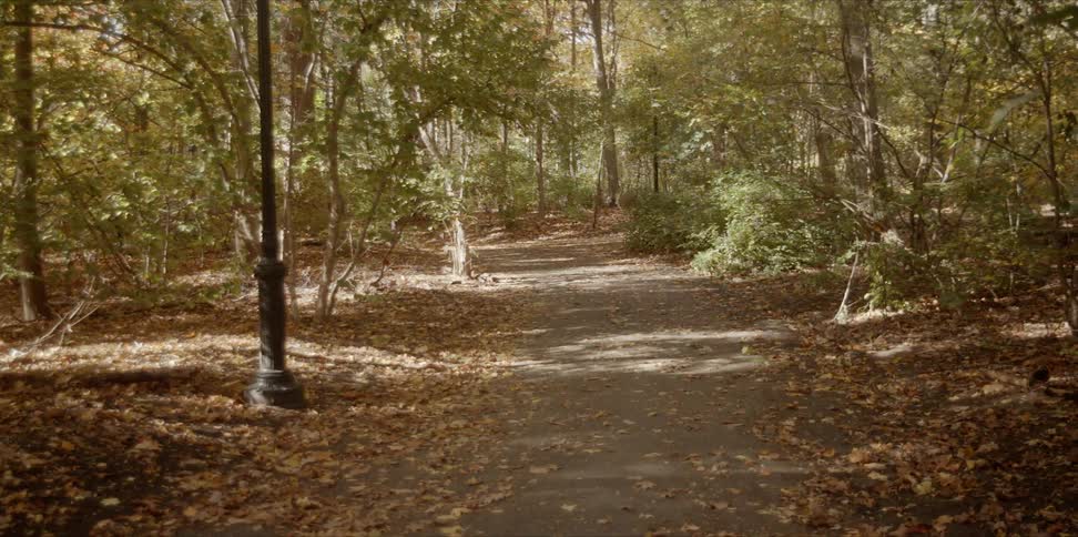 A pathway is leading through a park filled with trees during the day