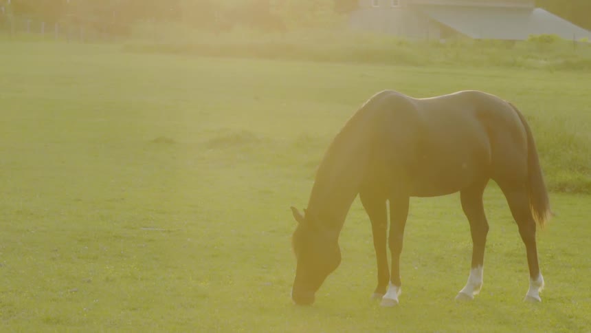 A horse is eating grass in a pasture