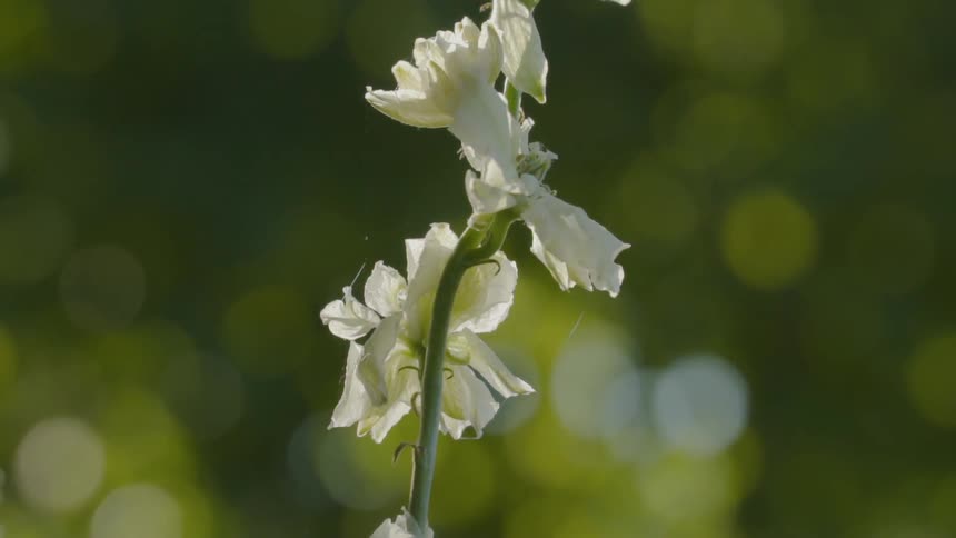 The white flower has heavy sunlight shining on it