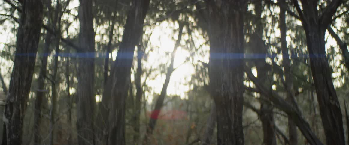 Person rides a bike through the woods on a sunny day