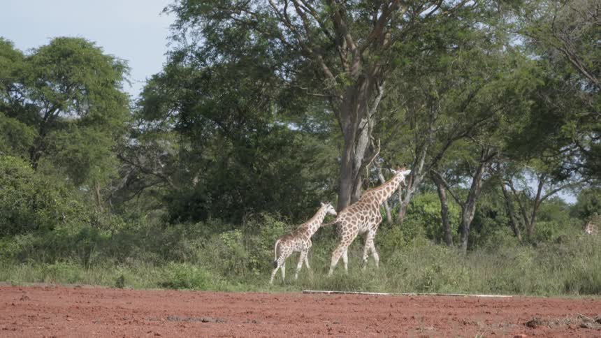 Two giraffes walk near shrubs and trees