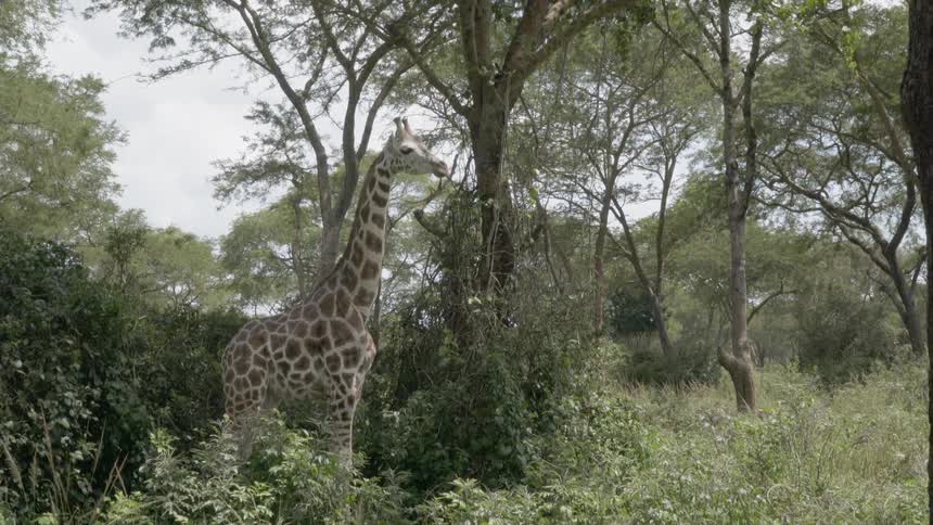 A giraffe is looking around at his surrounding outside in daylight