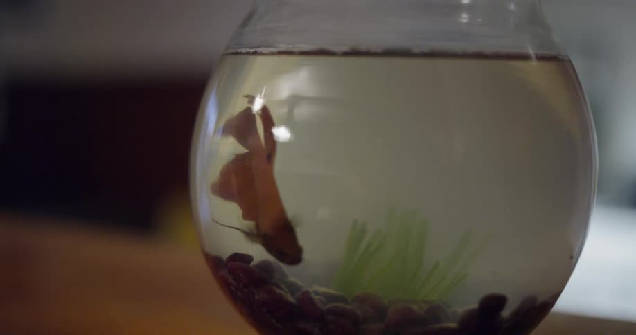 A beta fish swims in a bowl