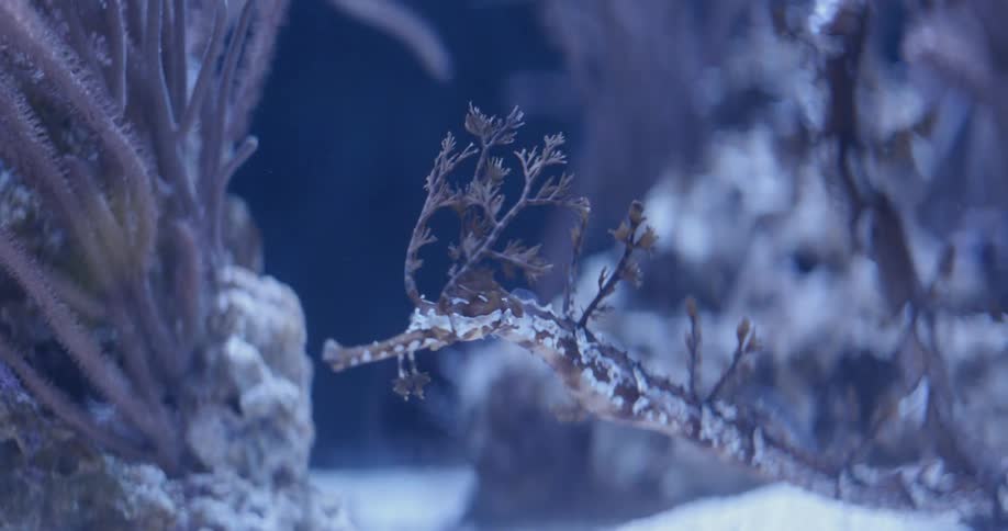 Sea creature covered in coral
