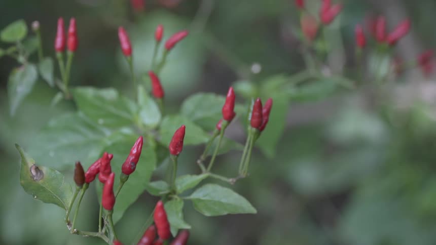 Leafy plant with red tips