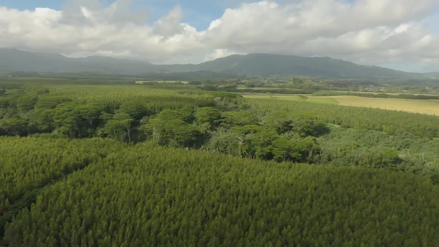 The range below is full of tall green trees