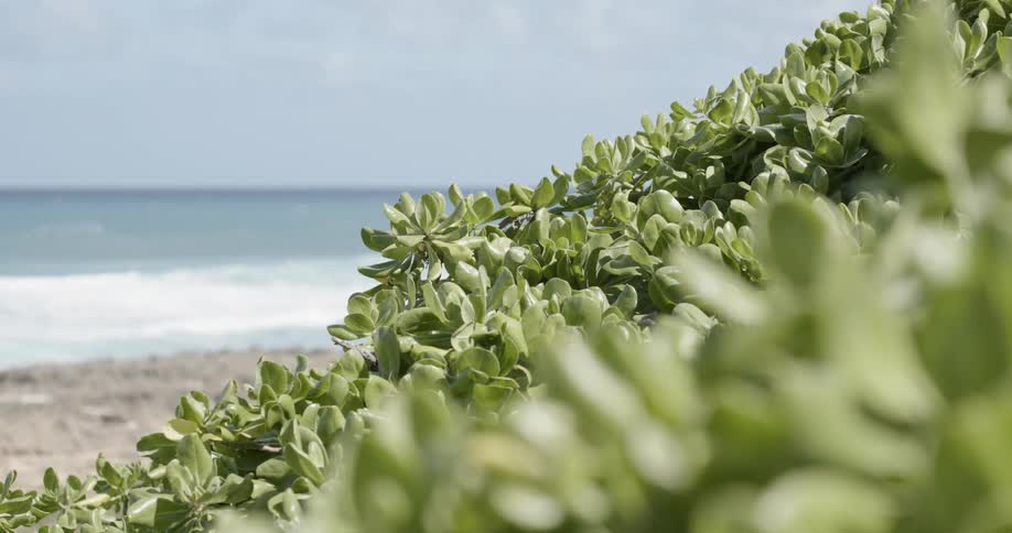 Vegetation near the shore of a body of water