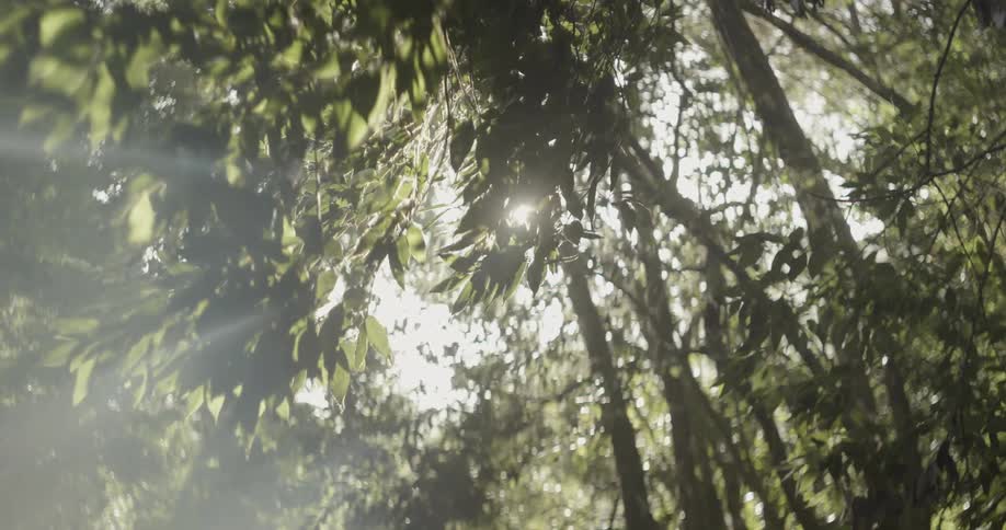 The bright sun shines through the trees in the forest