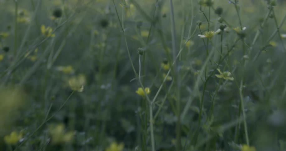 Yellow flowers grow in a field