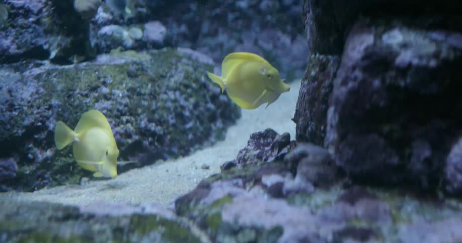 Yellow fish chase each other near rocks