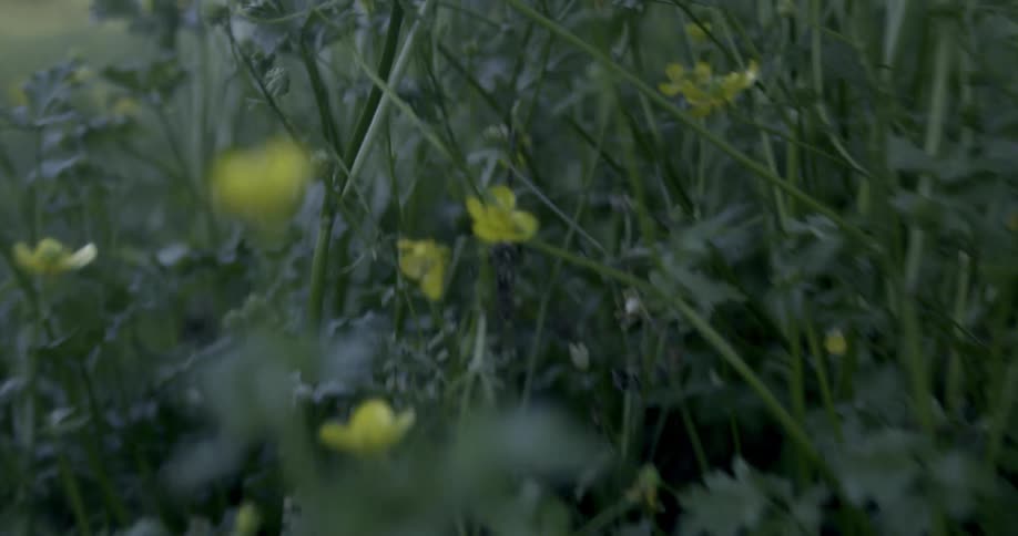 Field of yellow wild flowers