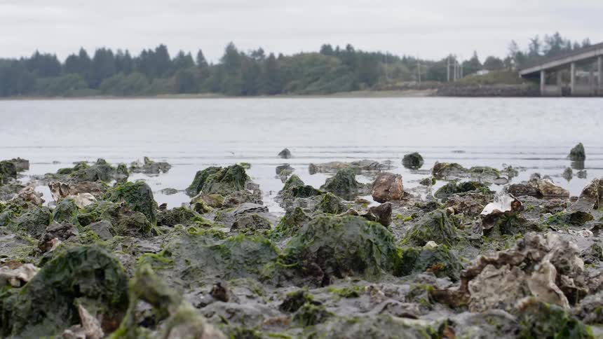 Mossy rocks sit on a riverbed