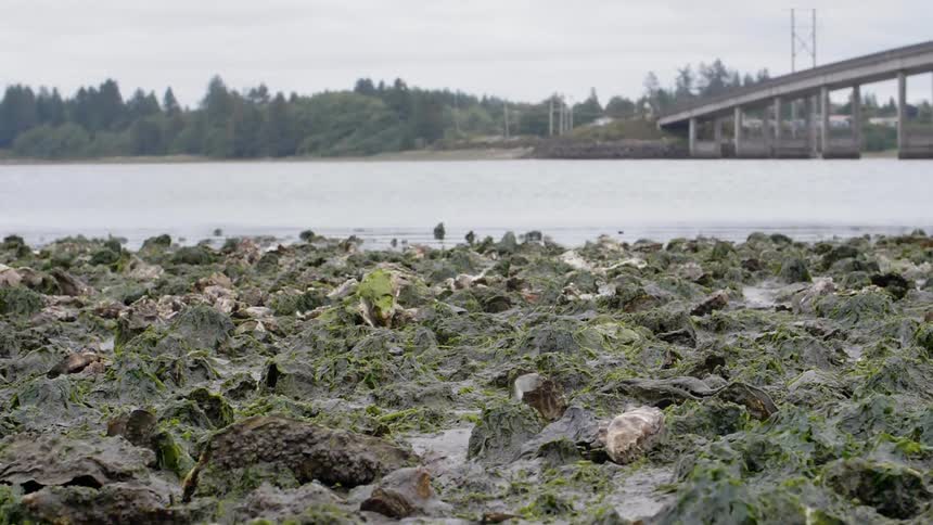 Mossy rocks cover a riverbed