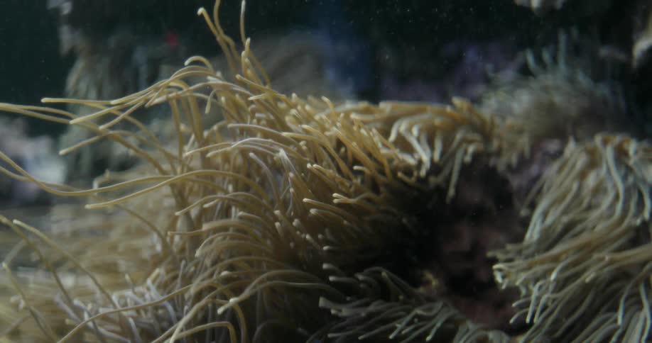 Water flows through seaweed