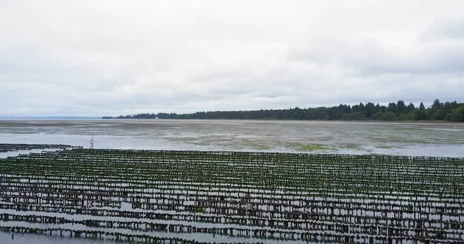 A plant grows in rows on a lake