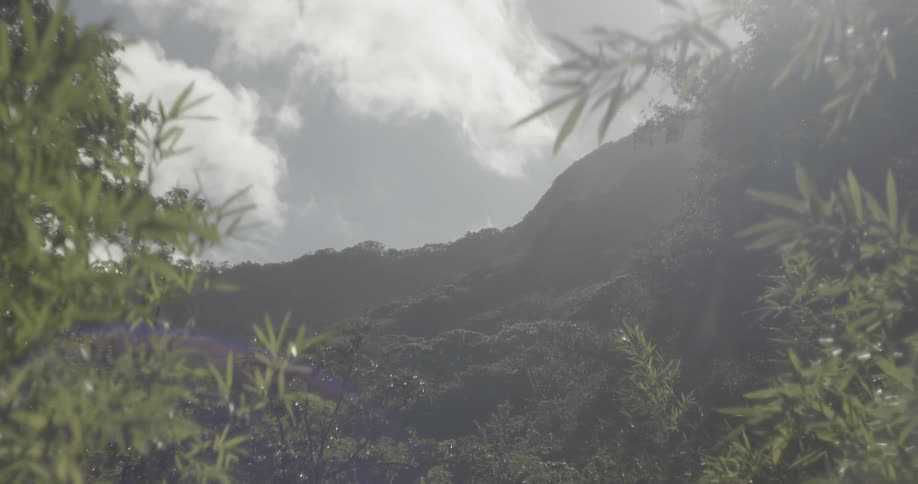 Sunlight shines on trees in the mountains