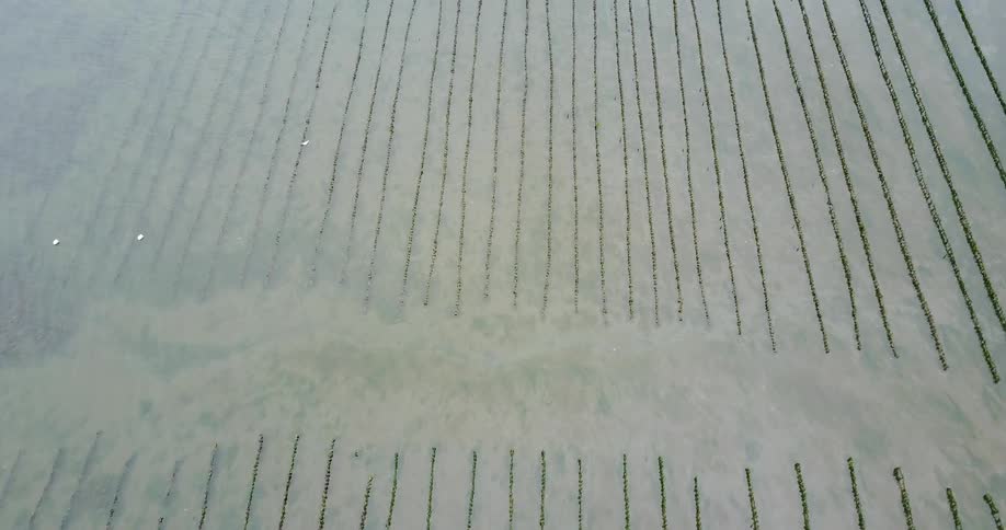 Rows cover a rural field