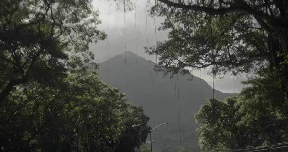 The tall trees lead to the fog covered mountains