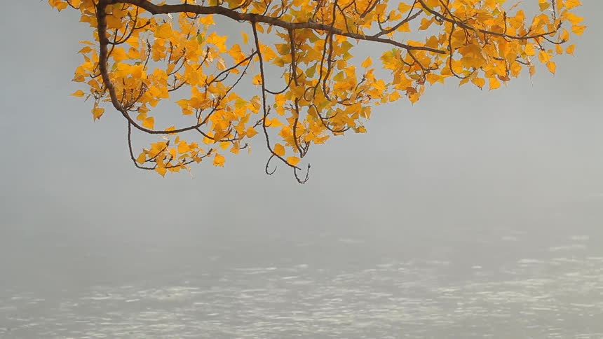 Water moving under an autumn tree