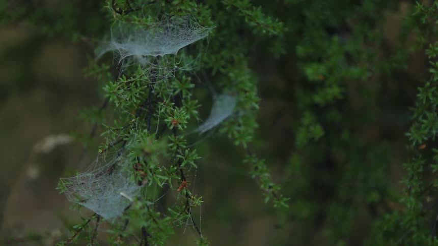 A tree branch covered in spiderwebs
