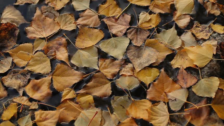 Some autumn leaves floating in water