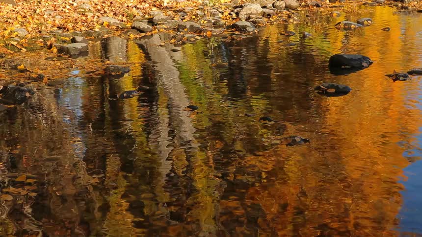 Trees, leaves and autumn colors reflected in a pond