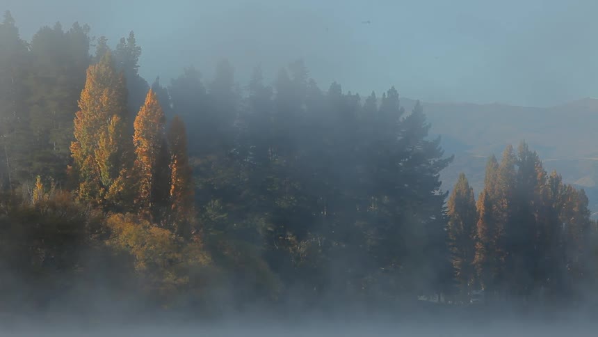 The sun rise over a foggy forest