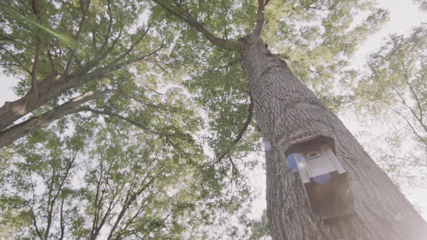 A bird house is attached to a tree
