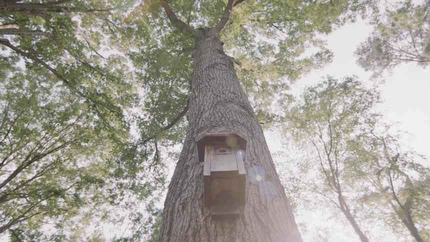 Birdhouse on a tall tree trunk with sun shining down