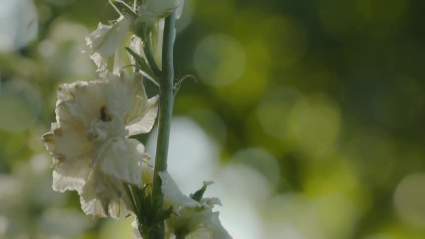 White flowers hang from a vine growing vertically
