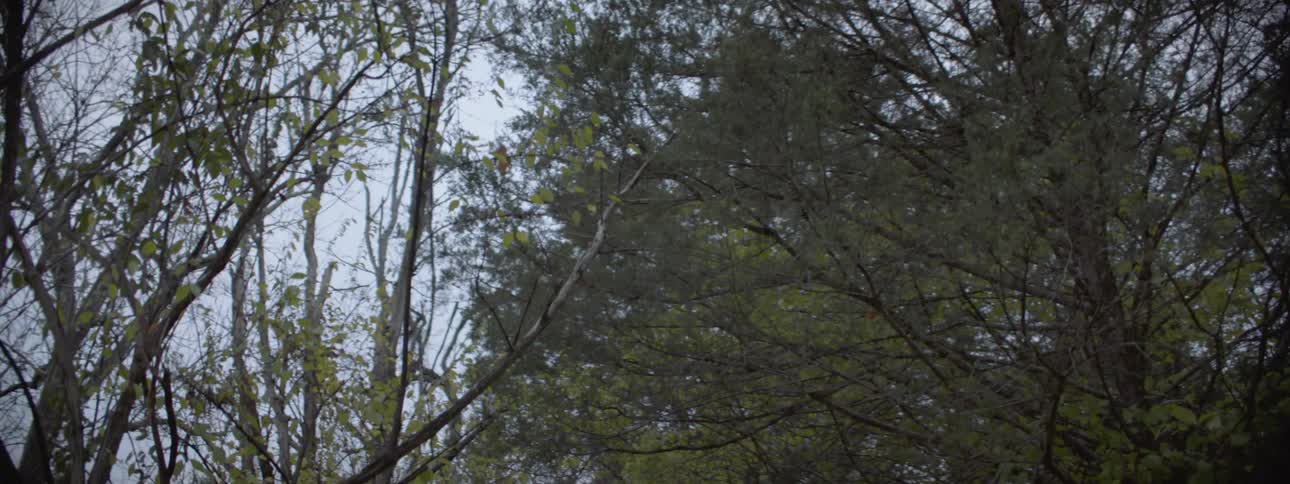 Many trees in the woods on a cloudy day