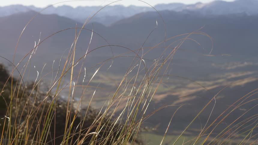 Tall grass blowing in the breeze as the sun shines in a valley surrounded by mountains