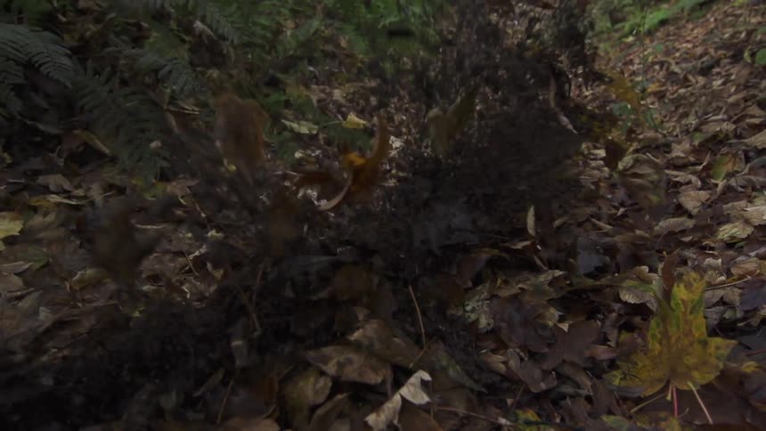 Bicycle kicking up dirt and leaves