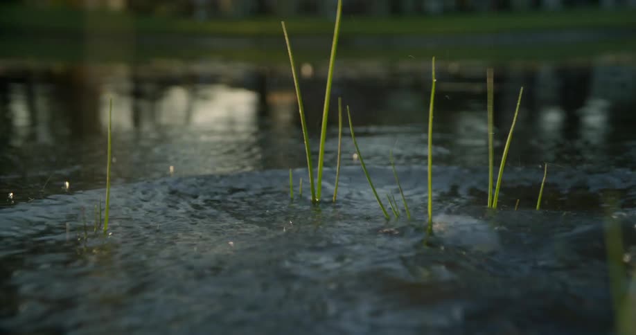 The tall grass is covered with water