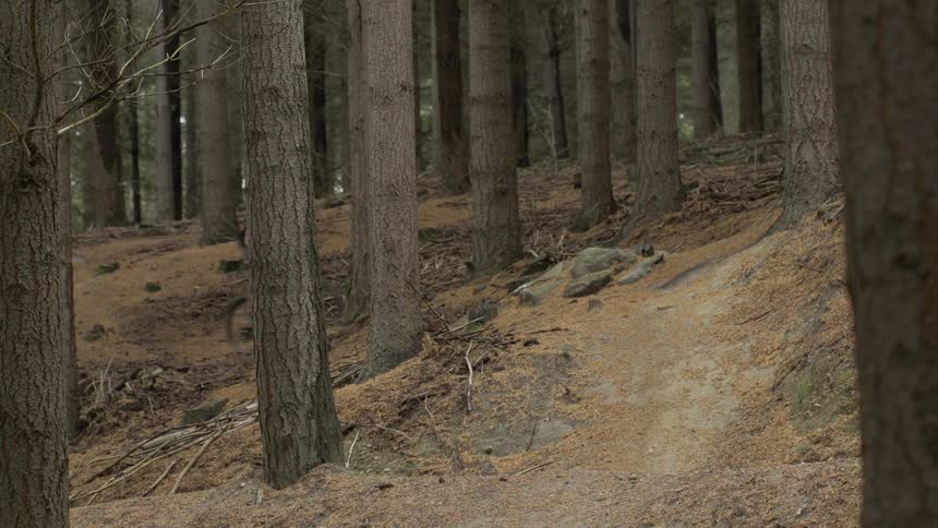 Man riding a mountain bike down a trail in the woods doing jumps