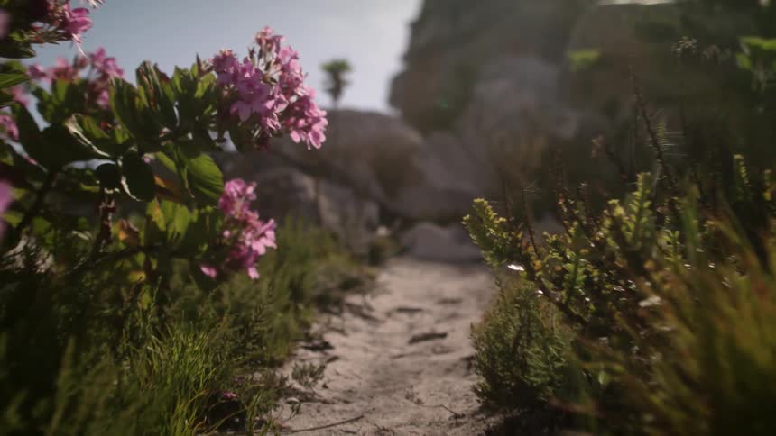 The wind blows grass and flowers outside