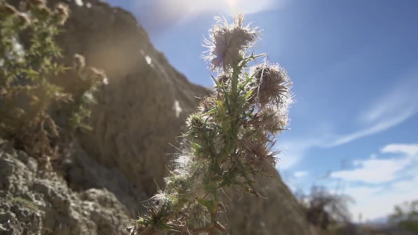 Close up of some cacti in the desert