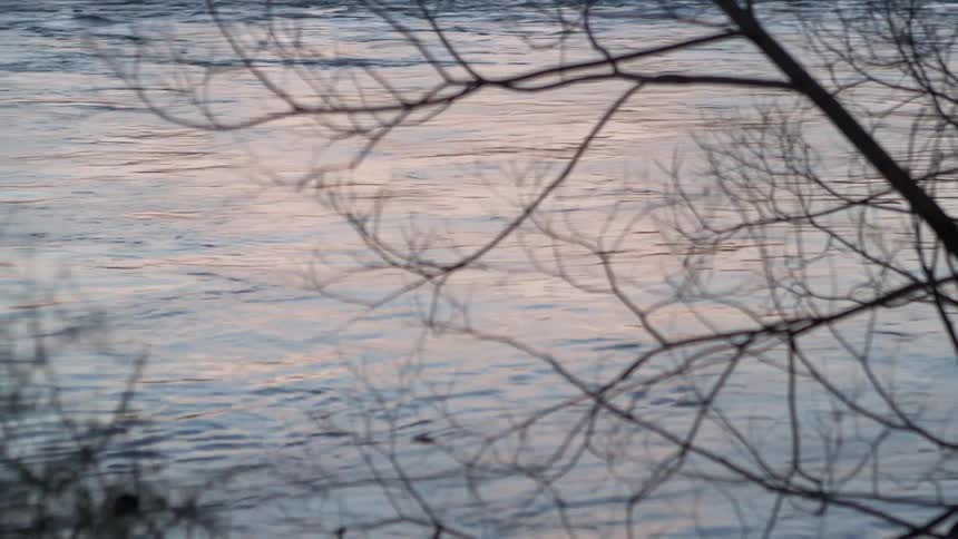 River water flows behind a tree branch