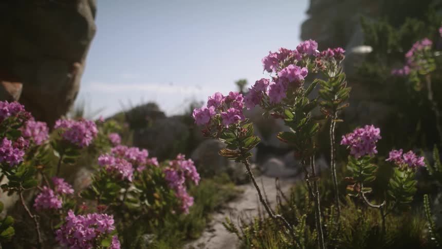 Purple flowers near rocks on a sunny day