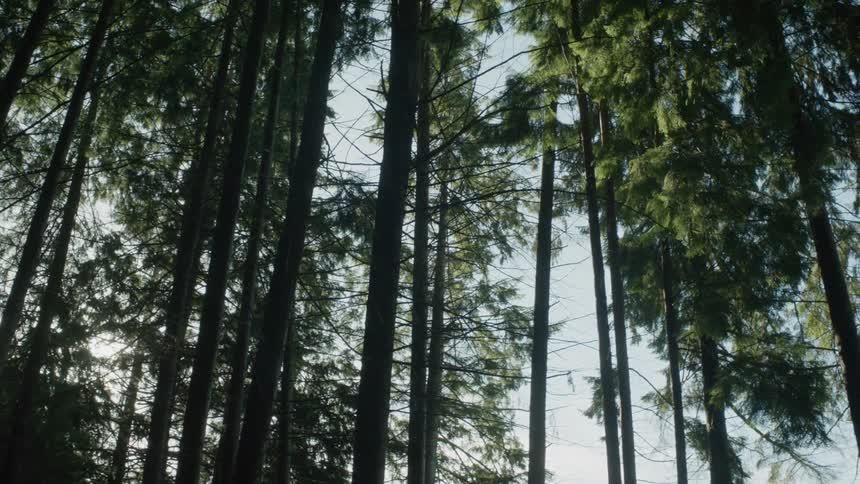 Group of trees on a sunny day