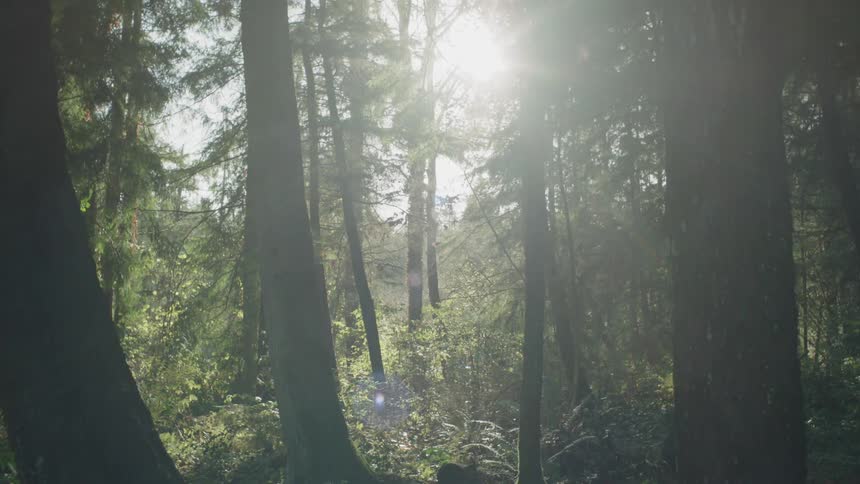 The sun shines through the trees in a forest