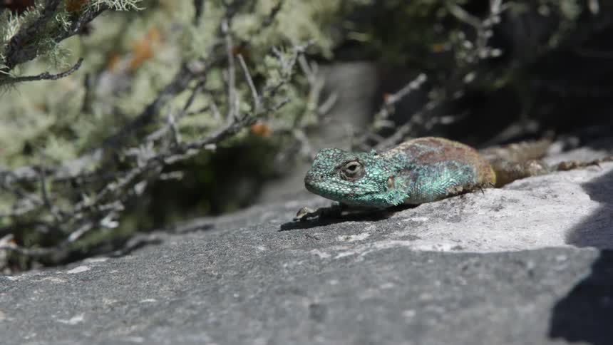 A lizard runs into the brush when a stick is thrown at it