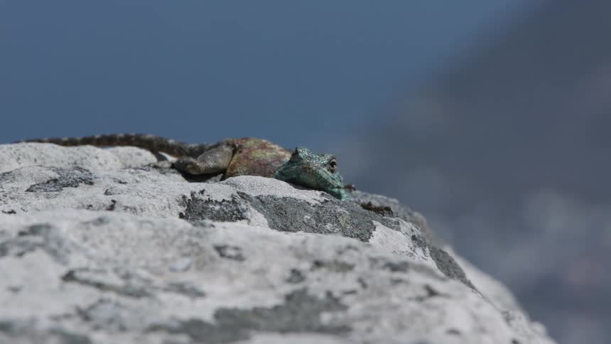 Lizard laying on rock on sunny day
