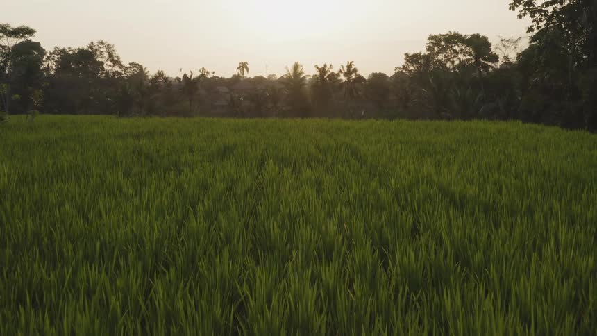 Sun shines over trees and a grassy field