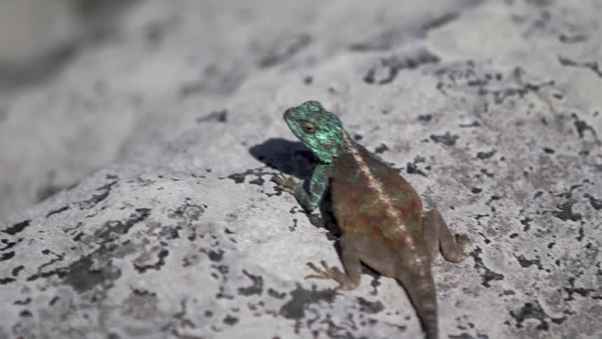 The lizard is relaxing in the sun on the rocks