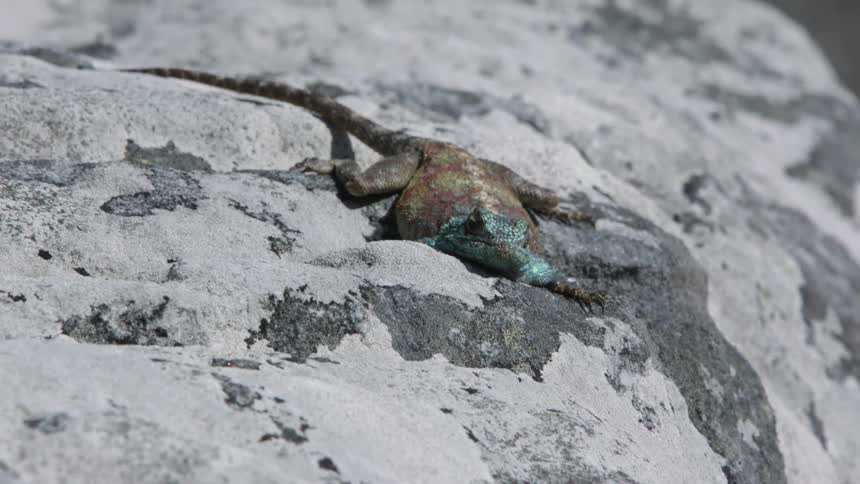 Lizard perched on a large rock on a sunny day