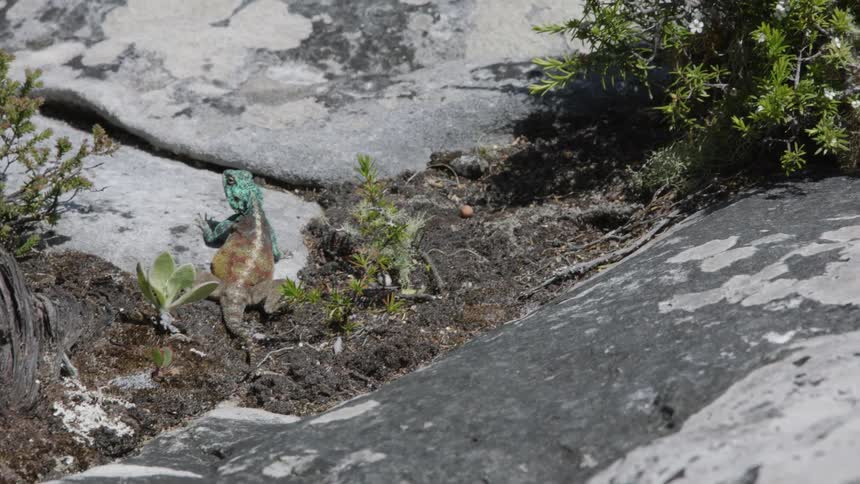 Lizard sits on a rock on a sunny day