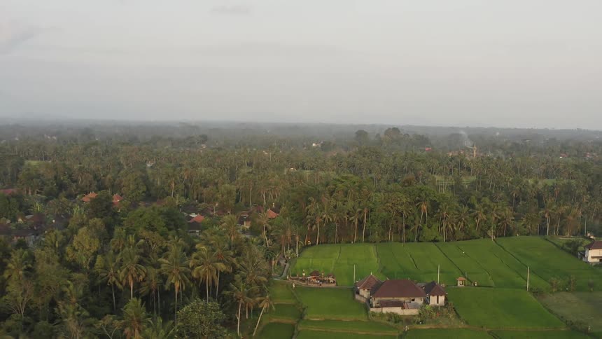 House surrounded by many palm trees