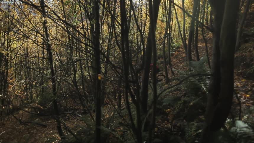 Person riding their bike on a narrow forest trail