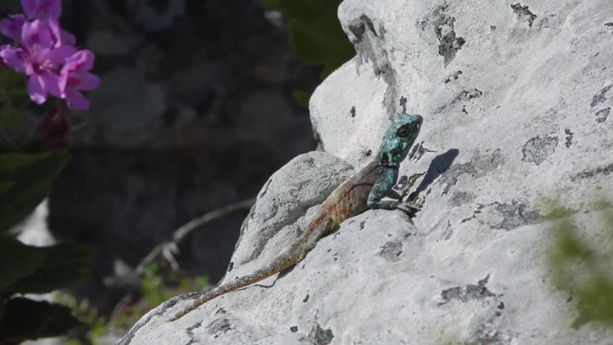 Lizard sits on a rock on a sunny day